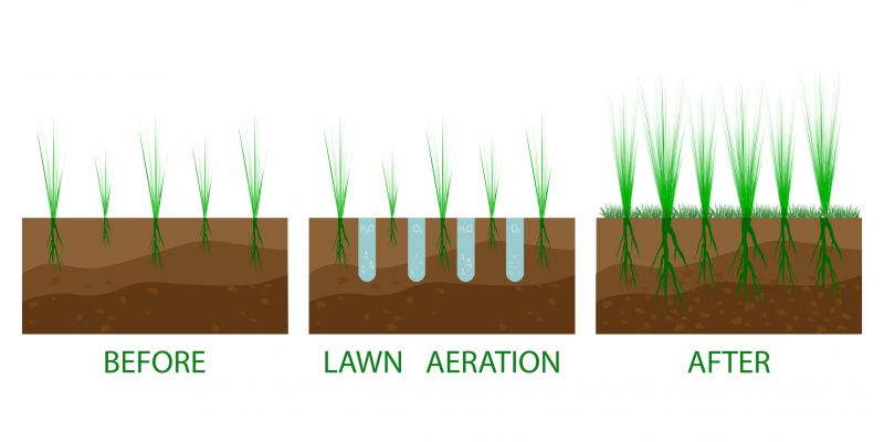 Lawn Seeding