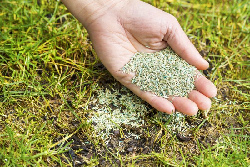 Commercial Grass Seeding