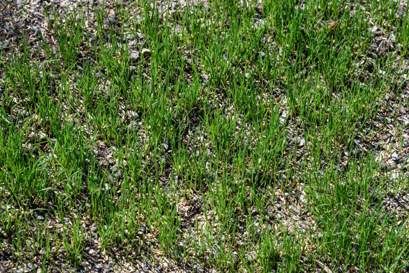 Commercial Grass Seeding