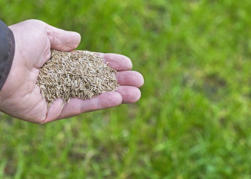 Grass Seed Installation