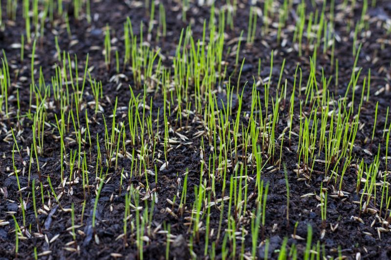 Grass Seed Installation
