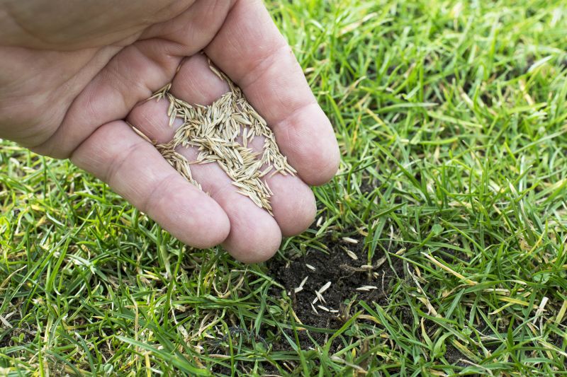 Grass Seed Installation