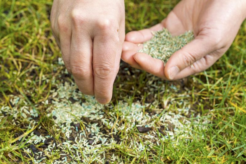 Lawn Seeding