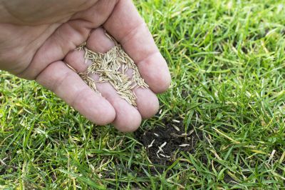 Residential Grass Seeding