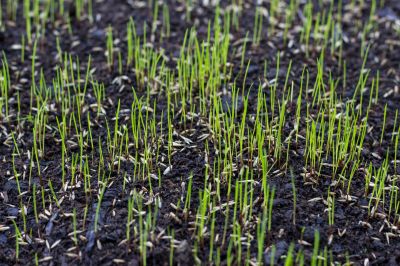 Residential Grass Seeding