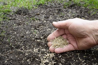 Residential Grass Seeding