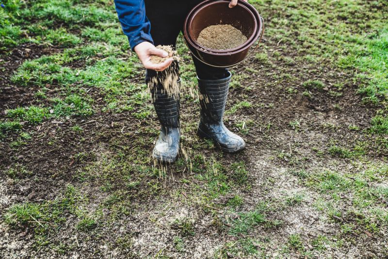 Yard Seeding