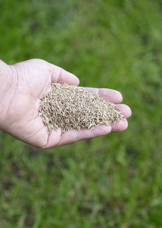 Yard Seeding